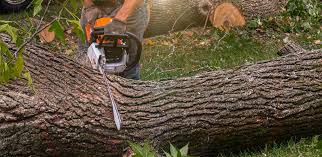 Macclenny, FL Tree Services Company